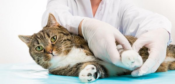 Die humpelnde Katze sollte vom Tierarzt untersucht werden.
