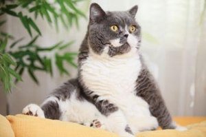 Katze mit Übergewicht