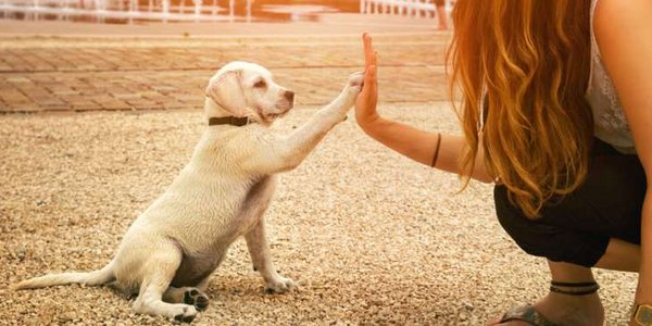 Hund und Mensch als Einheit