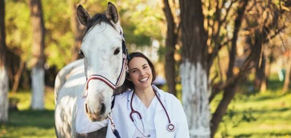 Der Tierarzt kann den Pferdebesitzer bezüglich der Ernährung gut beraten.