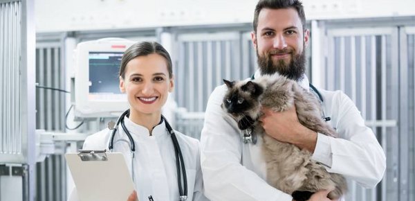 Katze nach dem Röntgen beim Tierarzt