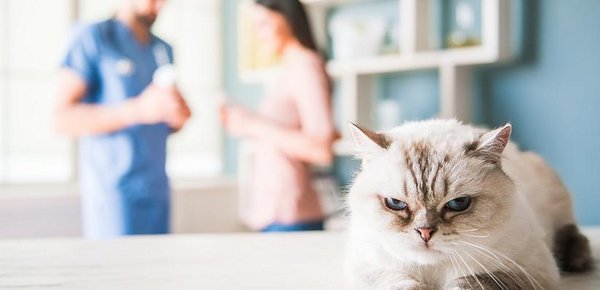 Katze mit Bluterbrechen beim Tierarzt
