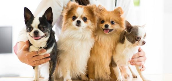 4 Hunde beim Tierarzt auf einem Tisch