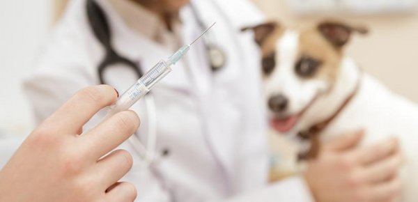 Impfung Hund