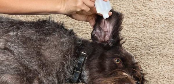 Liegender Hund bekommt Ohrentropfen