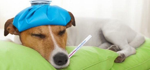 Erkrankter Hund mit einem Fieberthermometer