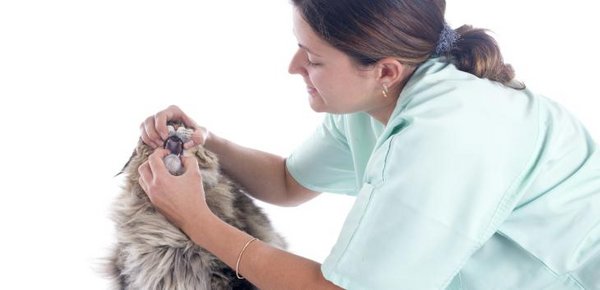 Katze beim Tierarzt mit geöffnetem Maul