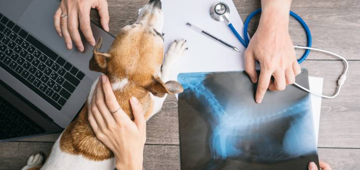 Bandscheibenvorfall beim Hund (Dackellähme) Tiermedizin Dr. Gumpert