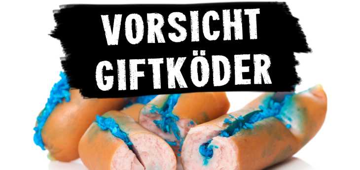 Anti-Gift-Köder-Training für den Hund Würstchen mit Gift
