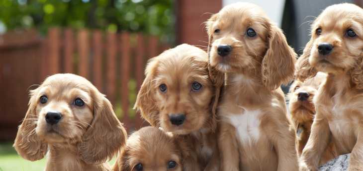 Der Umgang meines Hundes mit anderen Hunden Mehrere Welpen sitzen nebeneinander