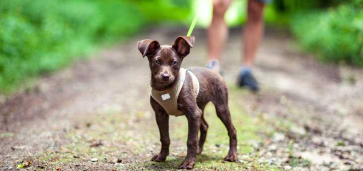 Die Hunde Agility Hund an der Leine im Freien mit Herrchen