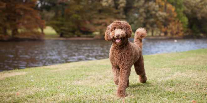 Hundepsychologe Psychologe für den Hund