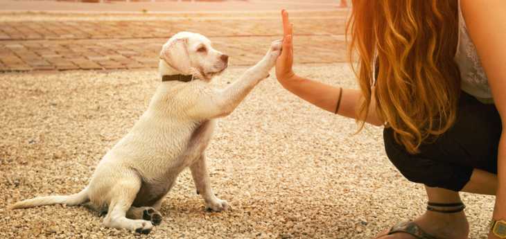 So bringen Sie Ihrem Hund Kommandos bei Welpe klatscht mit der Pfote die Hand seiner Besitzerin ab