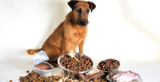 Vielfalt der Hundenahrung Verschiedenes Hundefutter