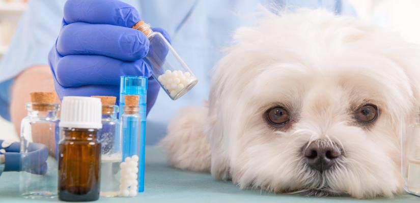 Asthma beim Hund Tiermedizin Dr. Gumpert