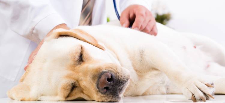 Bauchspeicheldrusenentzundung Beim Hund Tiermedizin Dr Gumpert
