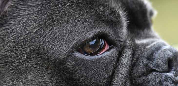 Geschwollenes und entzündetes Auge beim Hund Tiermedizin Dr. Gumpert