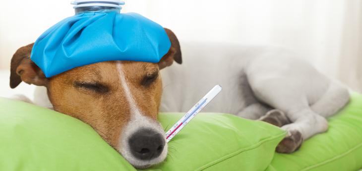 Fieberthermometer für den Hund Tiermedizin Dr. Gumpert