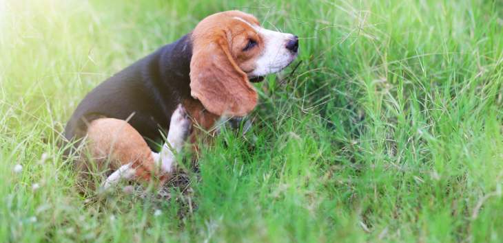 Haarlinge beim Hund Tiermedizin Dr. Gumpert