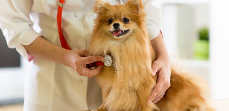 Herzwürmer beim Hund Tiermedizin Dr. Gumpert
