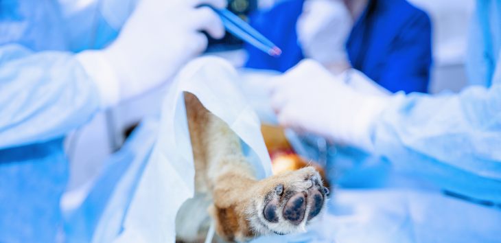 Hirntumor beim Hund Tiermedizin Dr. Gumpert