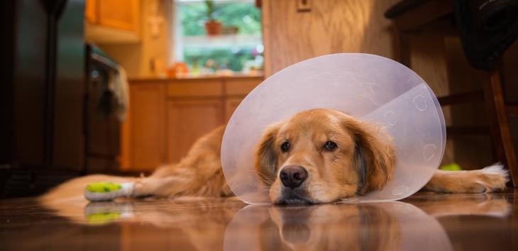 Hornhautverletzung beim Hund Tiermedizin Dr. Gumpert