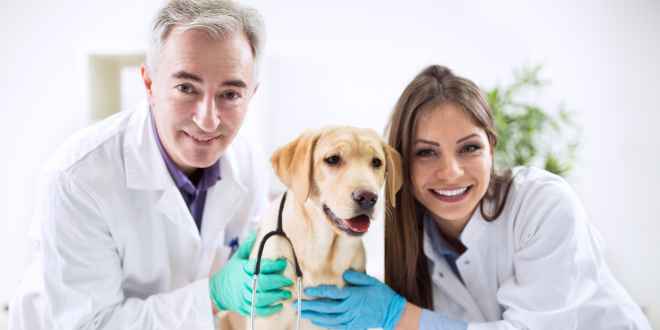Hundekrankheiten Hundeerkrankungen