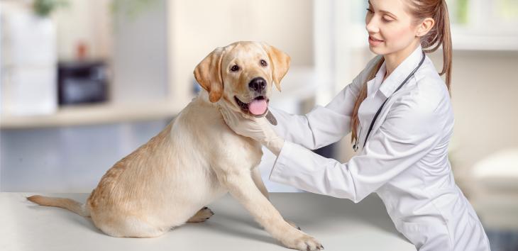 Husten beim Hund Tiermedizin Dr. Gumpert