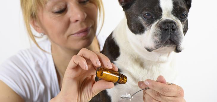 Karsivan für den Hund Ein kleiner Hund bekommt Karsivan in Tablettenform