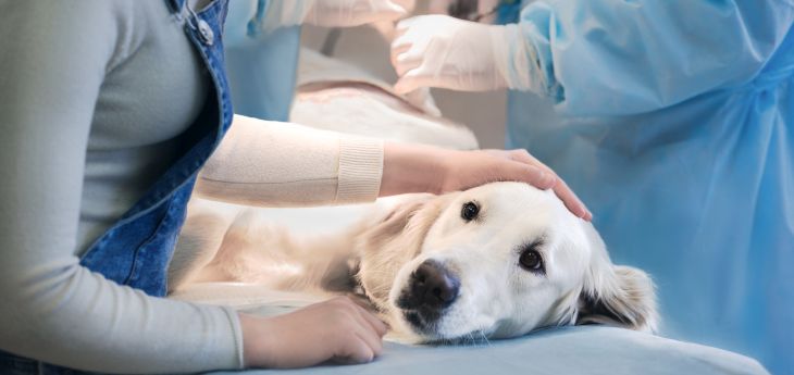 Magendrehung beim Hund Tiermedizin Dr. Gumpert