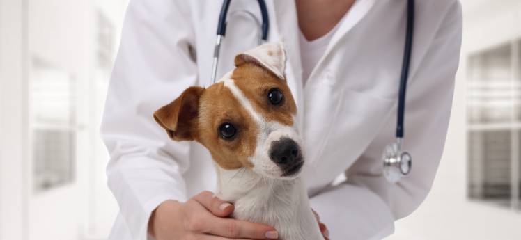 Magenschleimhautentzündung beim Hund Tiermedizin Dr. Gumpert