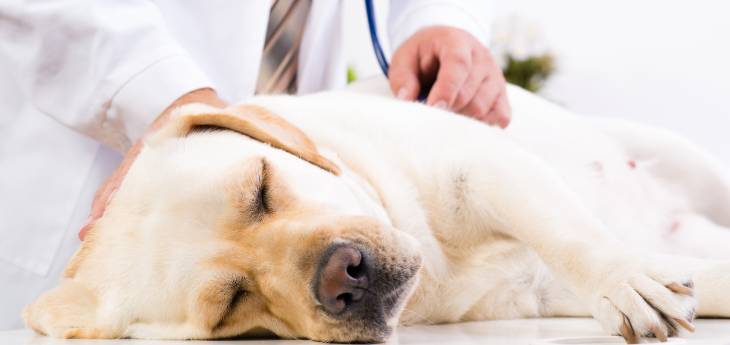 Milztumor beim Hund Tiermedizin Dr. Gumpert