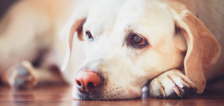 Nasenbluten beim Hund Tiermedizin Dr. Gumpert