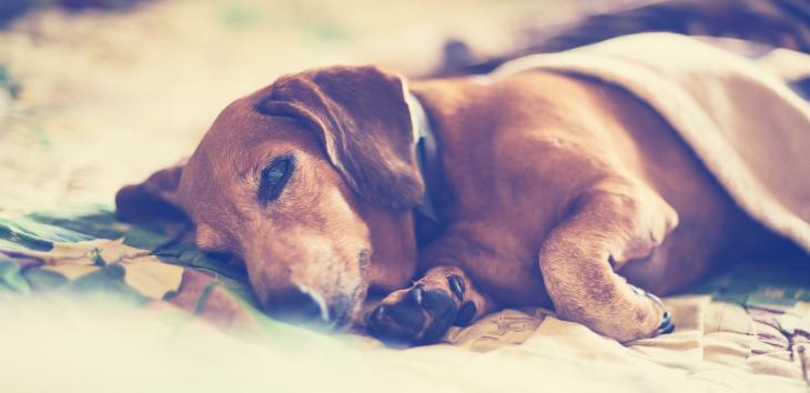 Nierenversagen beim Hund Tiermedizin Dr. Gumpert