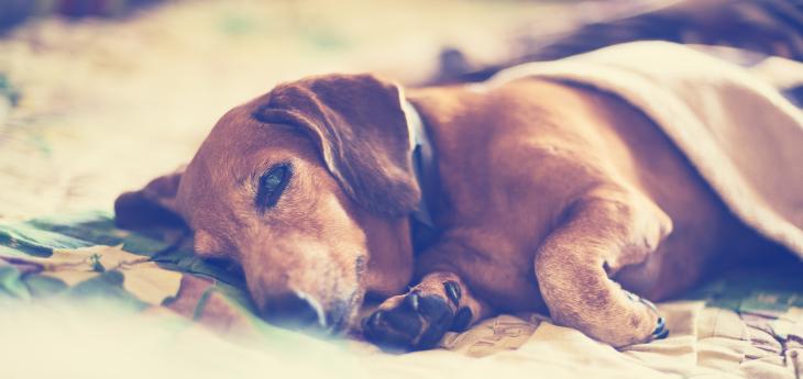 Parvovirose beim Hund Tiermedizin Dr. Gumpert