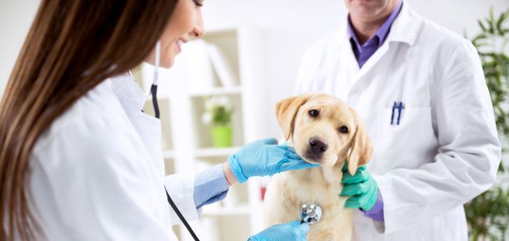 Schilddrüsenüberfunktion beim Hund Tiermedizin Dr. Gumpert