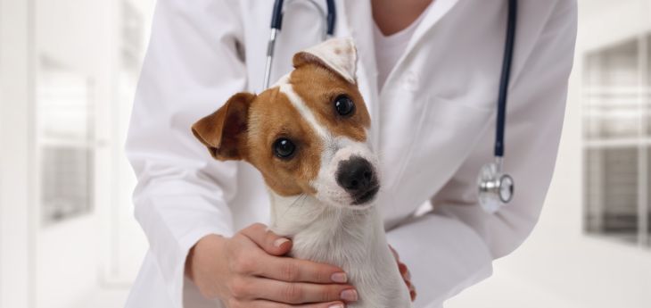 Schilddrüsenunterfunktion beim Hund Tiermedizin Dr. Gumpert