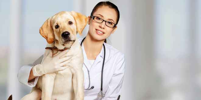 Spritzenabszess beim Hund Tiermedizin Dr. Gumpert