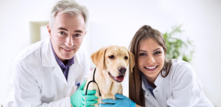 Alles rund um die Gesundheit ihres Hundes Hund mit zwei Tierärzten