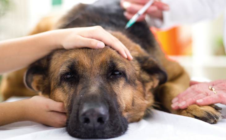 Einschlafern Des Hundes Tiermedizin Dr Gumpert