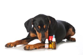 Wichtige Medikamente für den Hund Hund vor verschiedenen Medikamenten