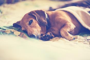 Kraftloser Hund Müder Hund in einer Decke