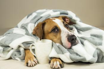 An Fieber erkrankter Hund Hund unter einer Decke mit einer Tasse Tee