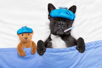 Fieber beim Hund Hund mit Fieberthermometer