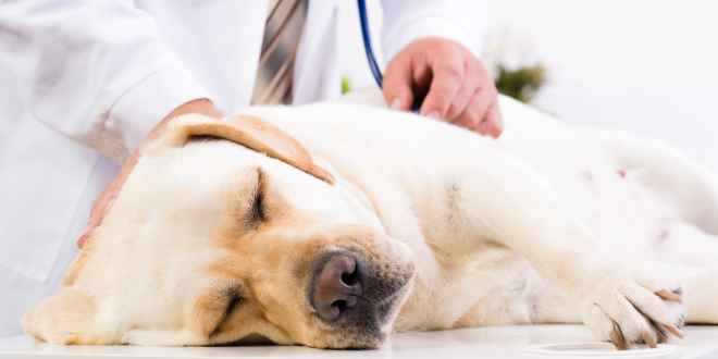 Staupe beim Hund Tiermedizin Dr. Gumpert