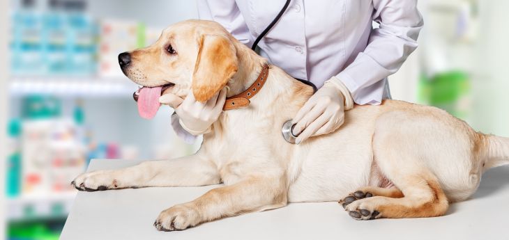 Wasser in der Lunge beim Hund Tiermedizin Dr. Gumpert