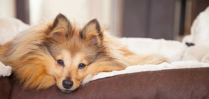 Würmer beim Hund Hund im Hundekorb