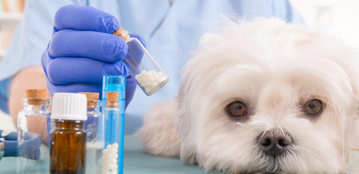 Wurmkur beim Hund Tiermedizin Dr. Gumpert