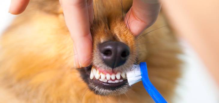 Zahnstein beim Hund Dem Hund werden die Zähne mittels einer Zahnbürste geputzt