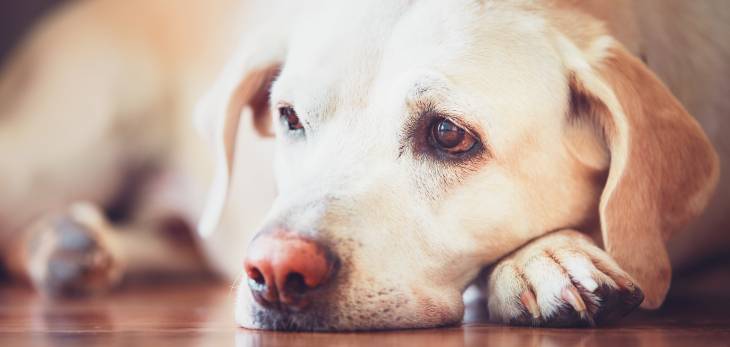 Novalgin Hund Hecheln Geburt Und Wehen Bei Hunden Purina / Dann